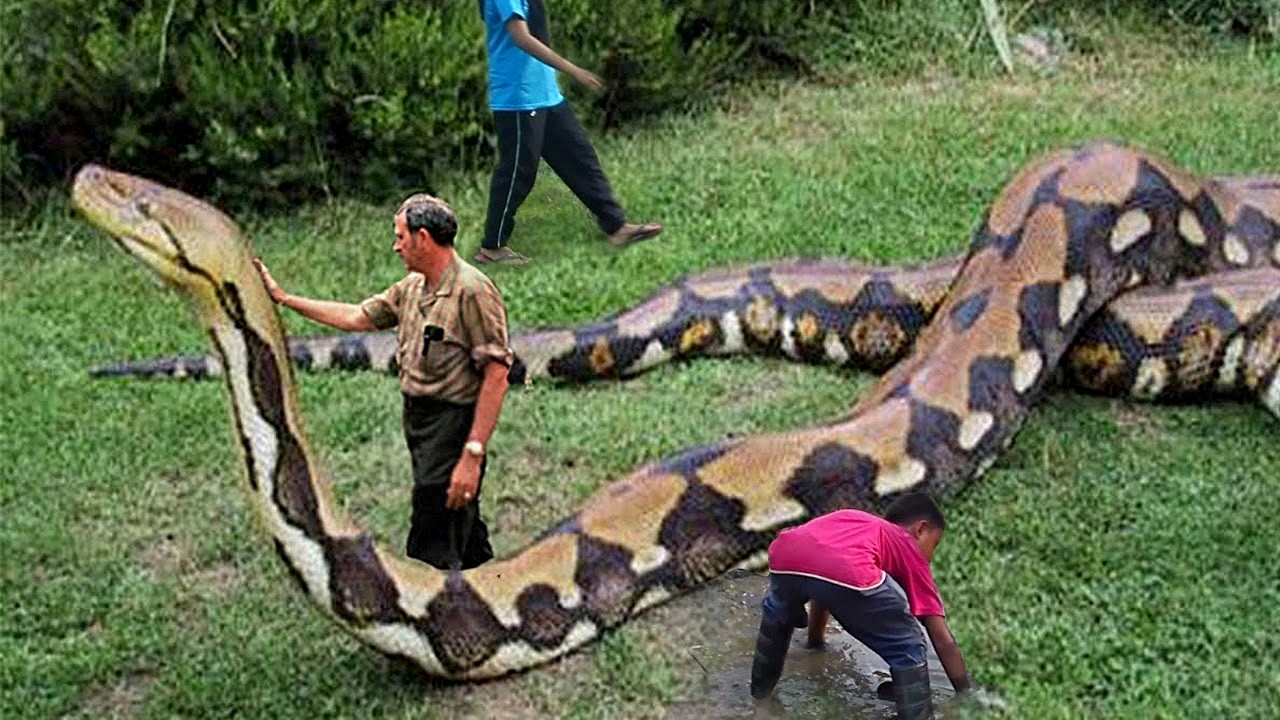 ShukerNature: CUTTING A PHONEY MEGA-PYTHON DOWN TO SIZE - OR, EXPOSING ...