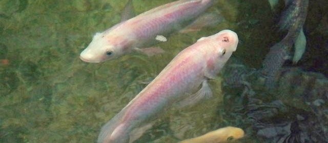 Panduan Lengkap Pembenihan Ikan Nila Sendiri Kolam Terpal Buatan
