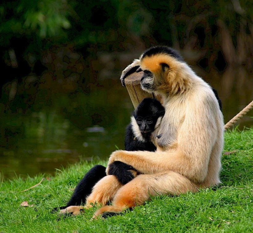 HD Animals Wallpapers Mothers Love Animals love Pictures and Photos