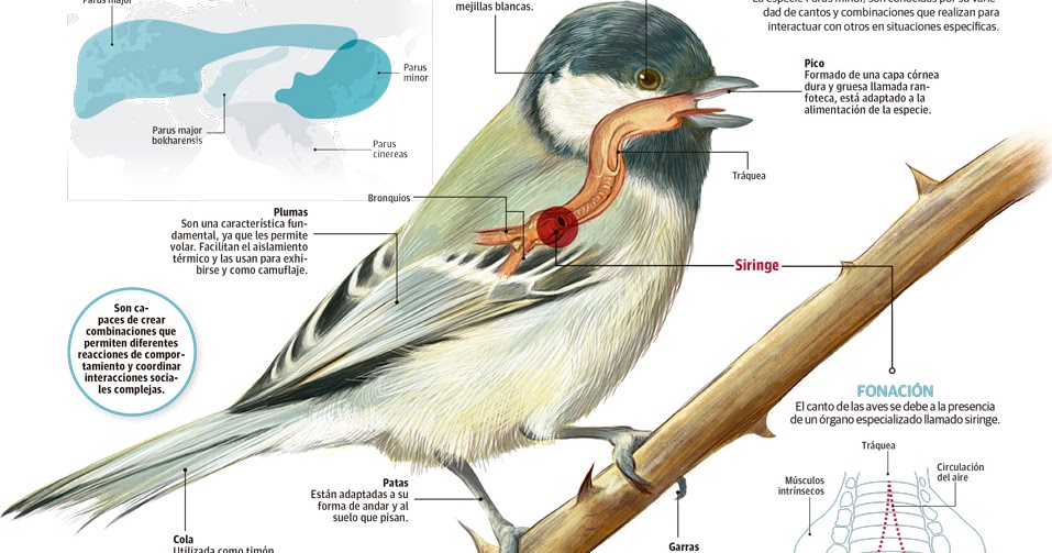 Info animales ESTRUCTURA DE COMUNICACIÓN AVES