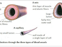 Blood Vessels Diagram Blood Vessels Diagram