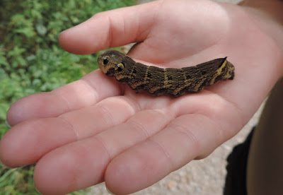 giant caterpillar, Butser Hill, Queen Elizabeth Country Park