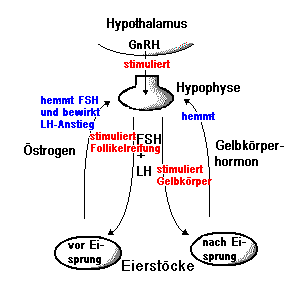 Schema zur hormonellen regulation des weiblichen zyklus