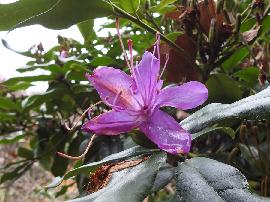 photographing New Zealand flowers in winter