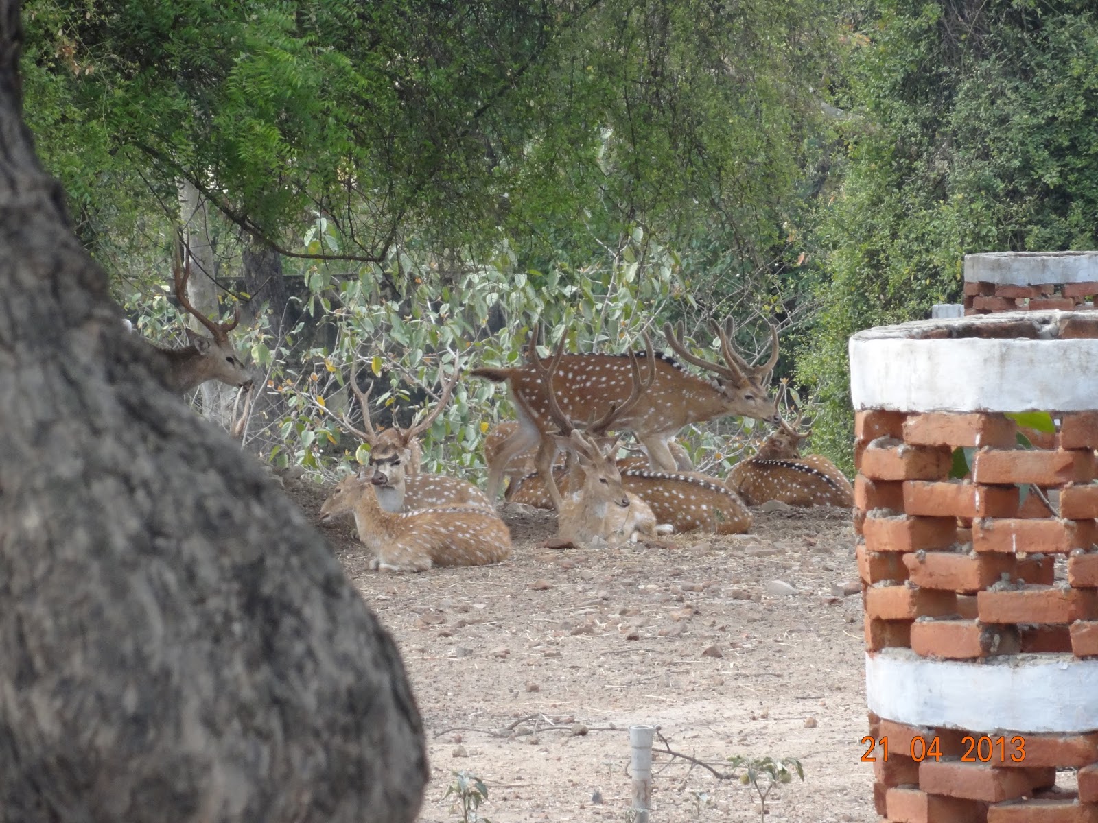 Varanasi Dear Park Zoo (Sarnath)