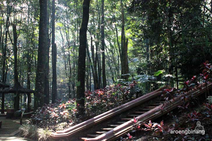 taman hutan raya ir h juanda