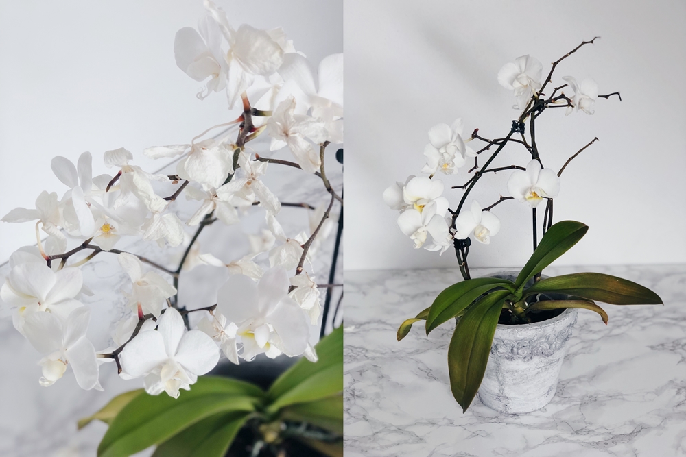Tipps & Tricks für wunderschöne und gesunde Orchideen