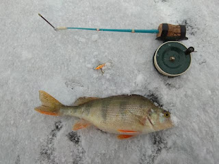 мой рекордный окунь на зимней рыбалке