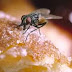 Τι μπορεί να συμβεί στο φαγητό σας αν ακουμπήσει μία μύγα πάνω;