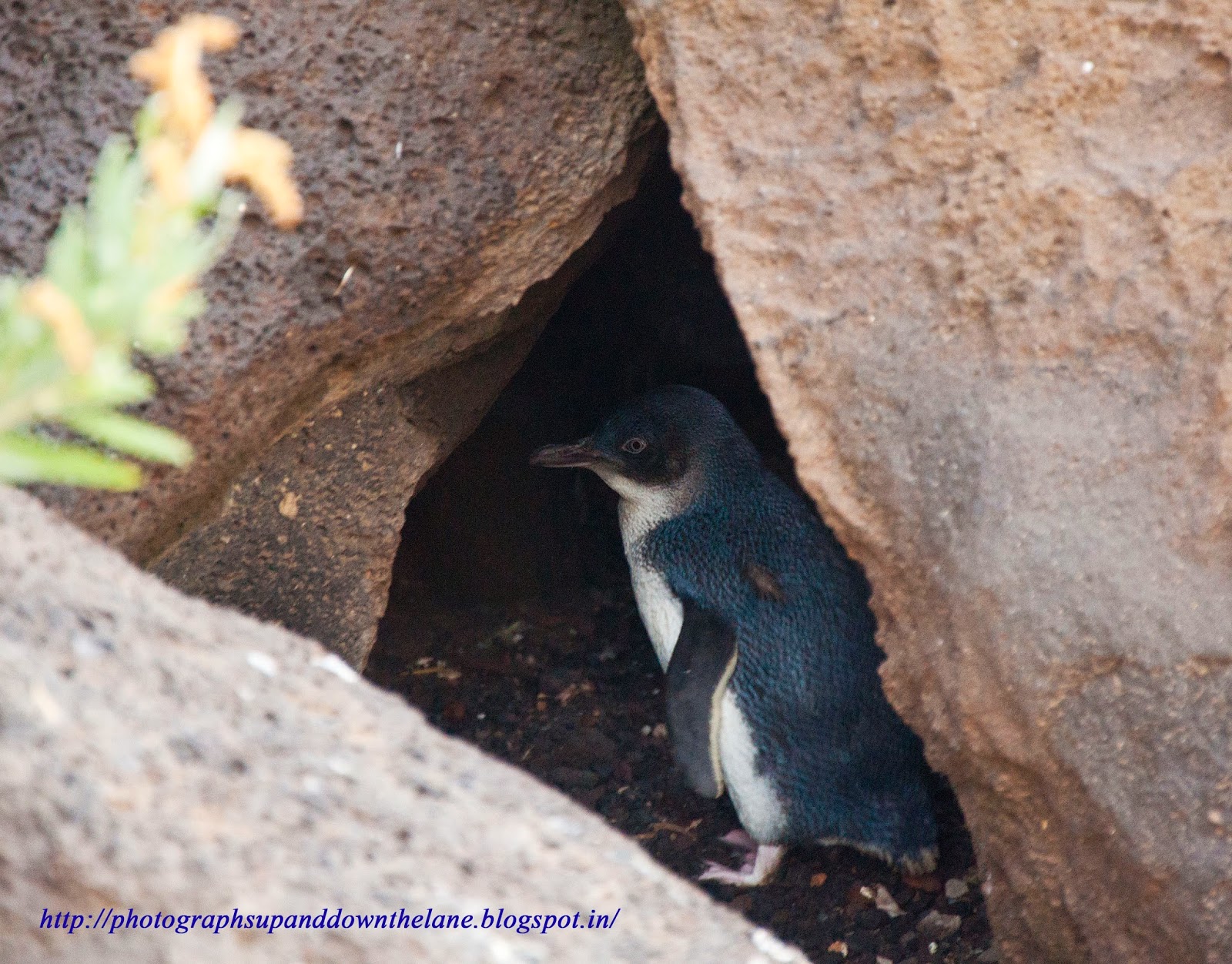 PHOTOGRAPHS UP AND DOWN THE LANE: Penguins at St. Kilda's Beach, Melbourne