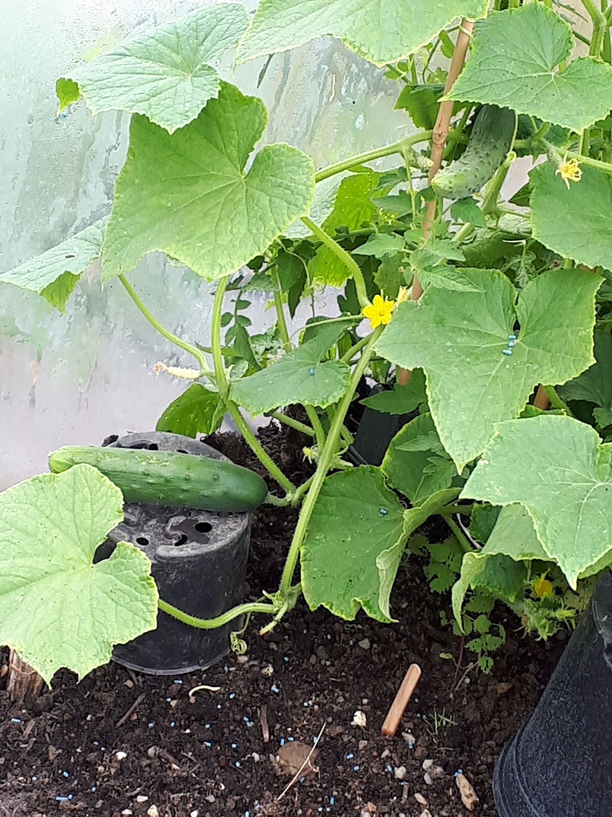 NORTHSIDER Cucumbers Grown From Lidl Goodness Gang Seed Pots.