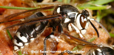 northeast naturalist: Bald-faced Hornets