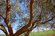 Pruning olive trees