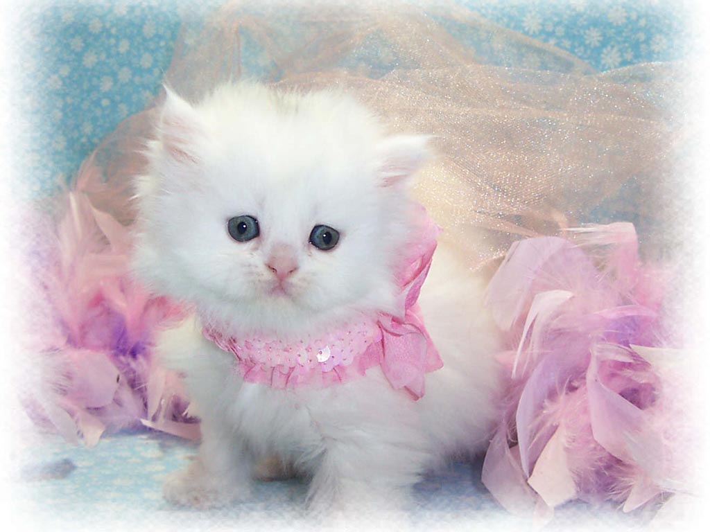 persian kitten - Wallpapers Free