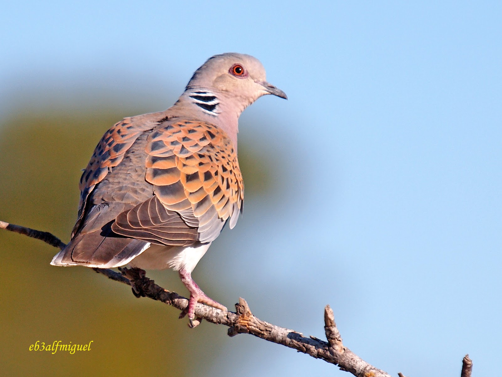 Miguel fotografia Tórtola europea (Streptopelia turtur)