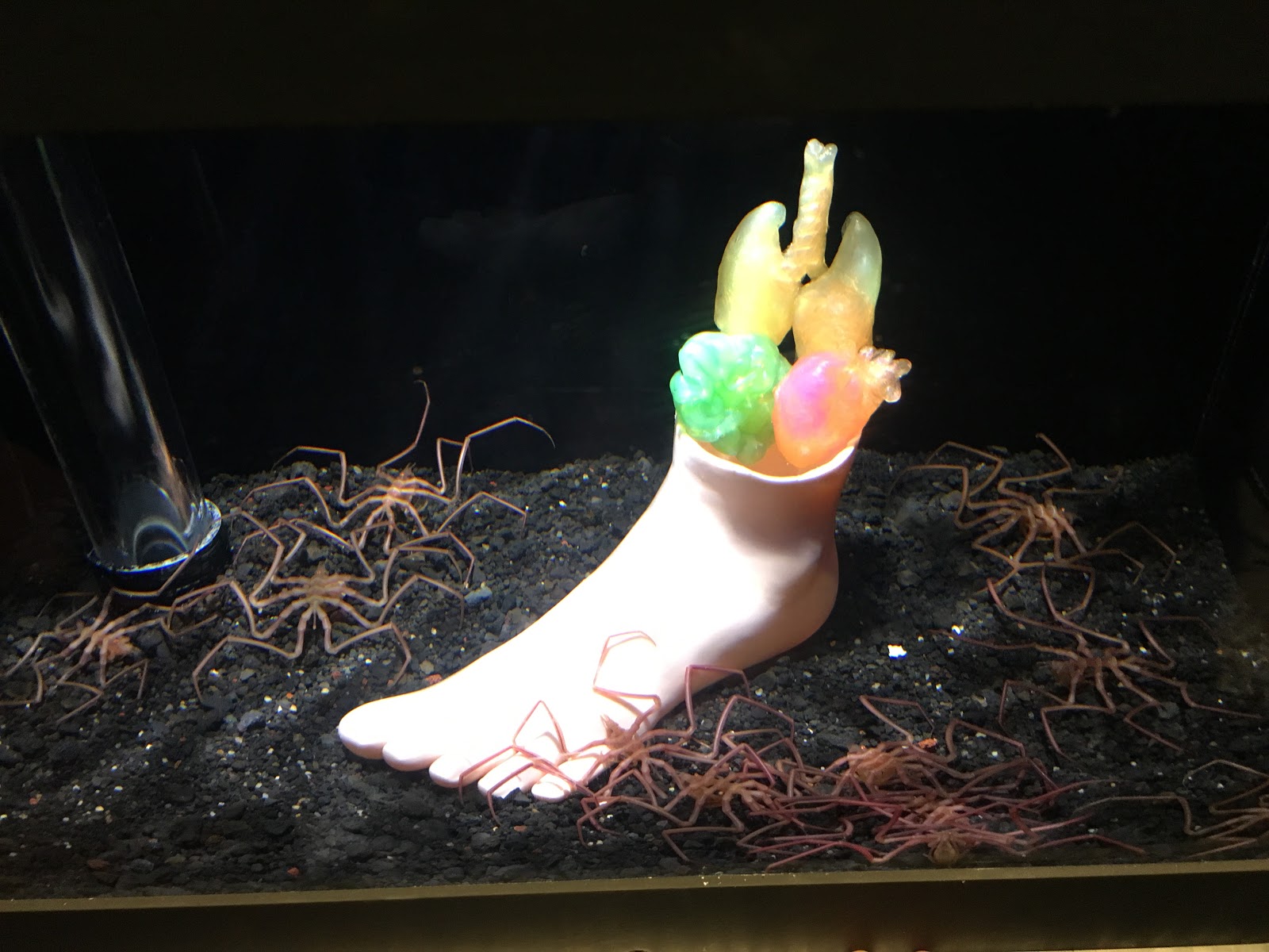しばにいさーふ 発見 可愛い深海魚 をランキング発表と沼津港深海魚水族館