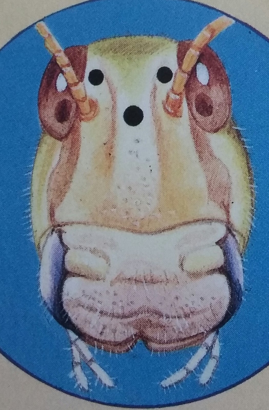 Wow Insects How do insects see?