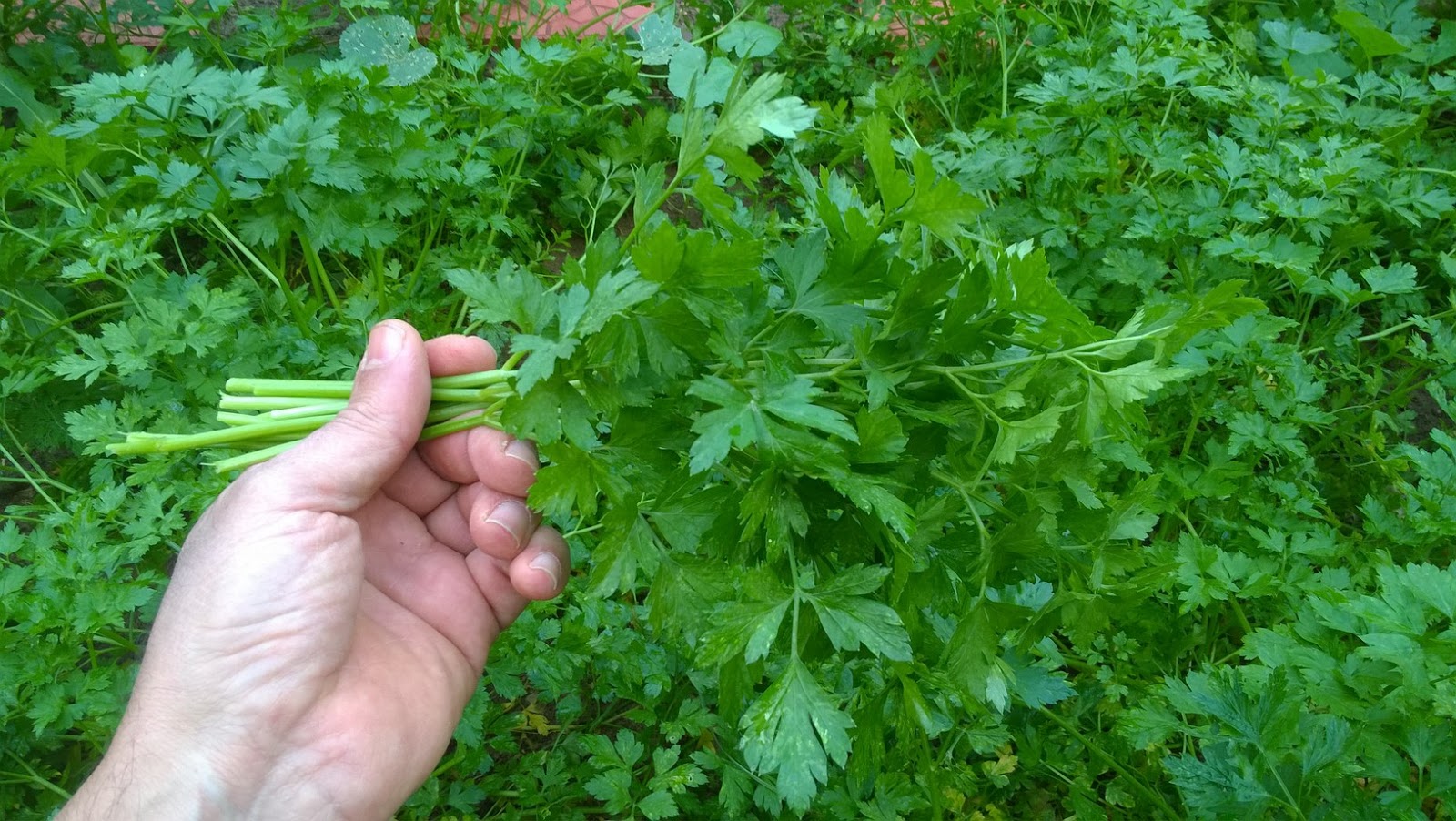 How To Grow Parsley From Seeds