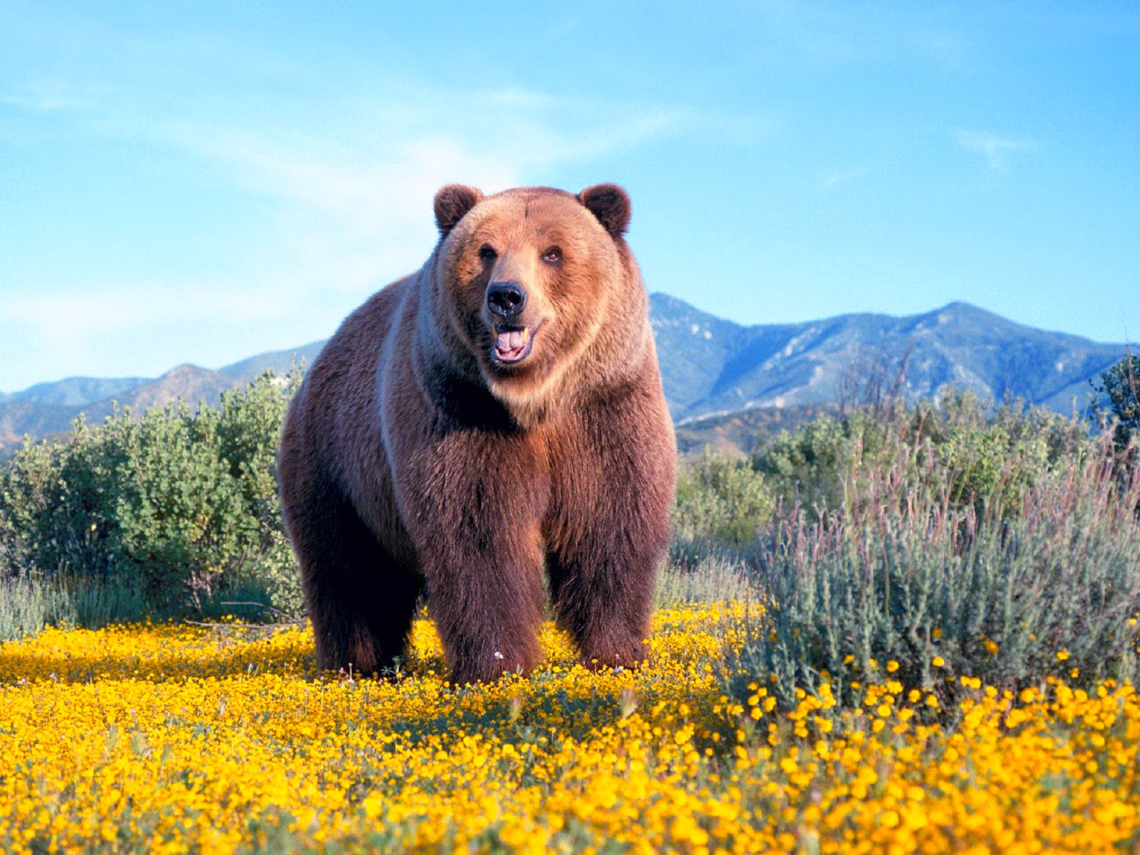 Banco de Imágenes Gratis: Enorme oso salvaje en su hábitat natural