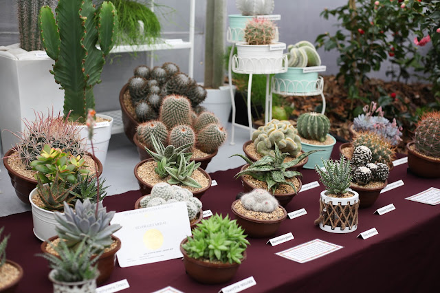 RHS flower show