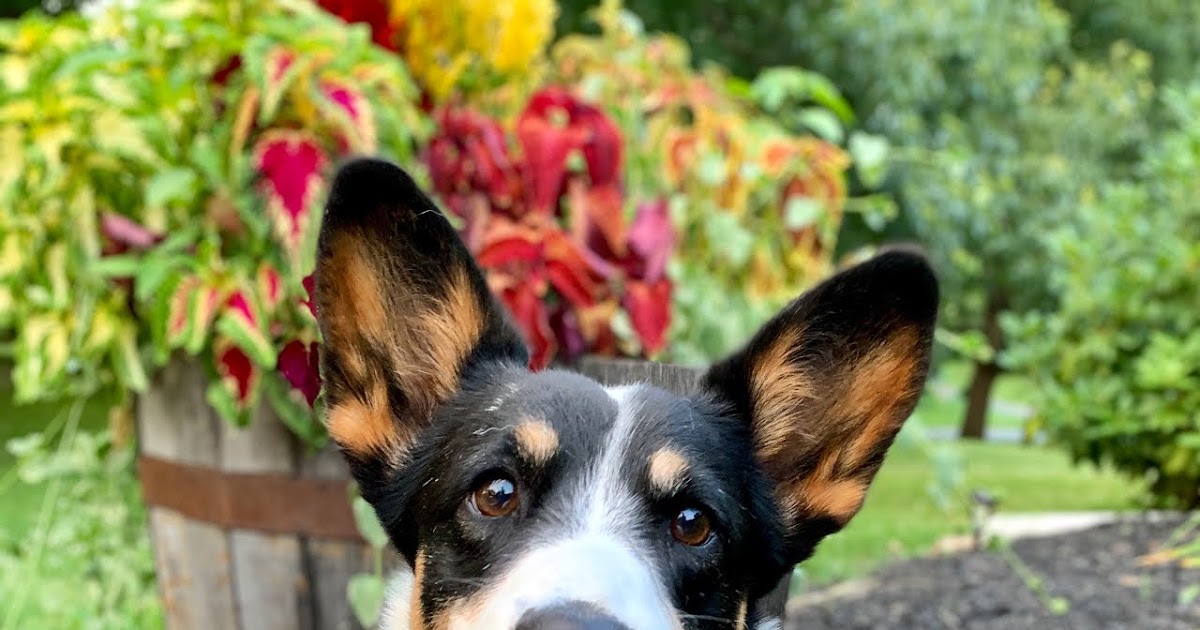 Big Ears Kennel Wanna See A Sweet Dog
