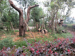 pandas in Chengdu pandas in Chengdu