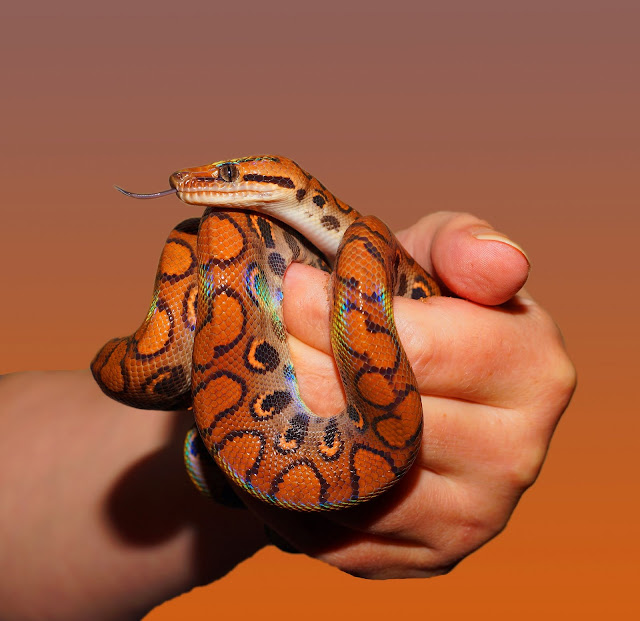 Person Hold Red and Black Snake HD Wallpaper Person Hold Red and Black Snake HD Wallpaper