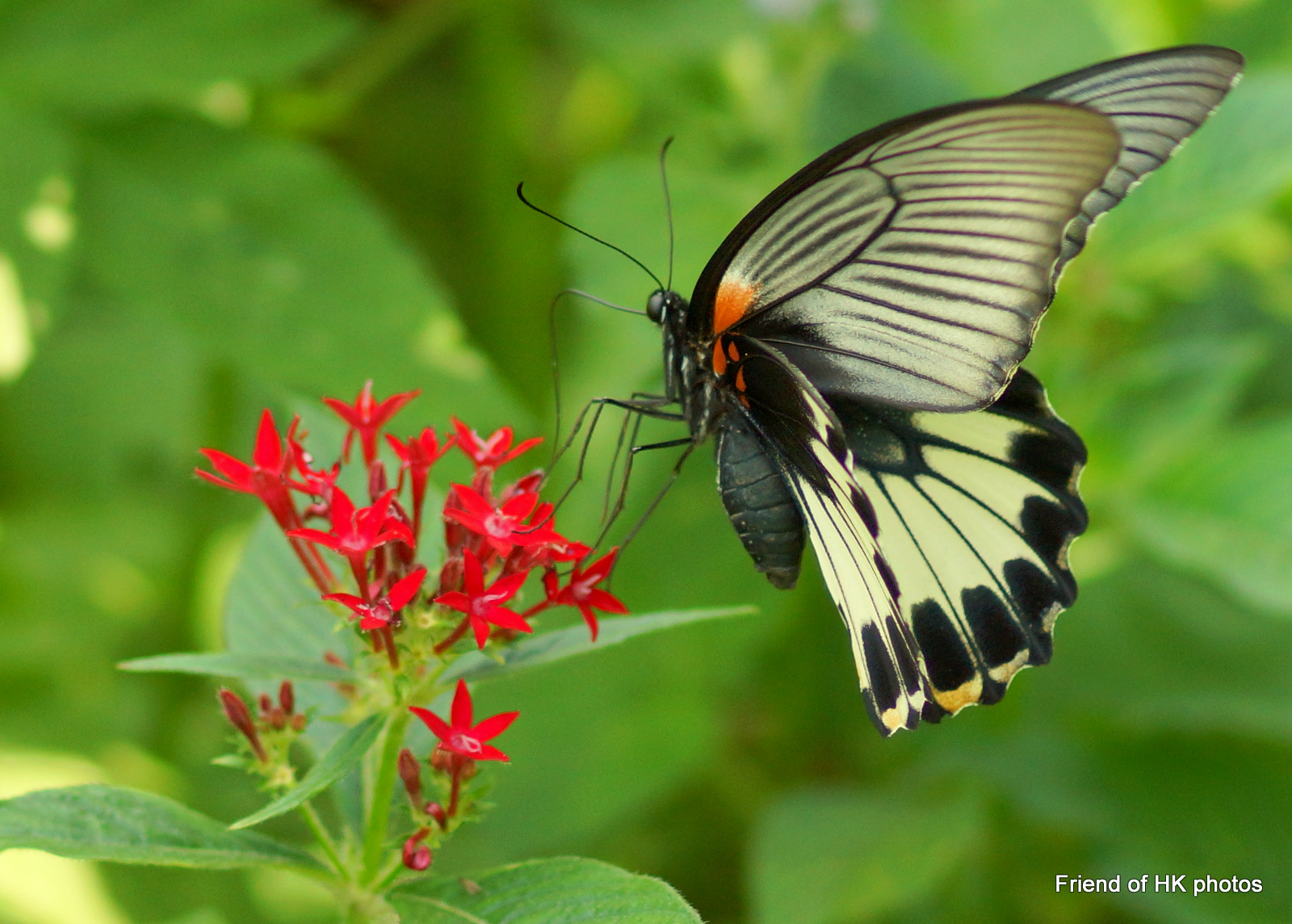 Photographic Wildlife Stories in UK/Hong Kong Romantic Season For