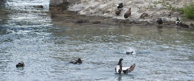 Ducks on Lake Zurich near Rapperswil