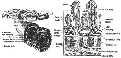 Chocogreentea: Usus Halus