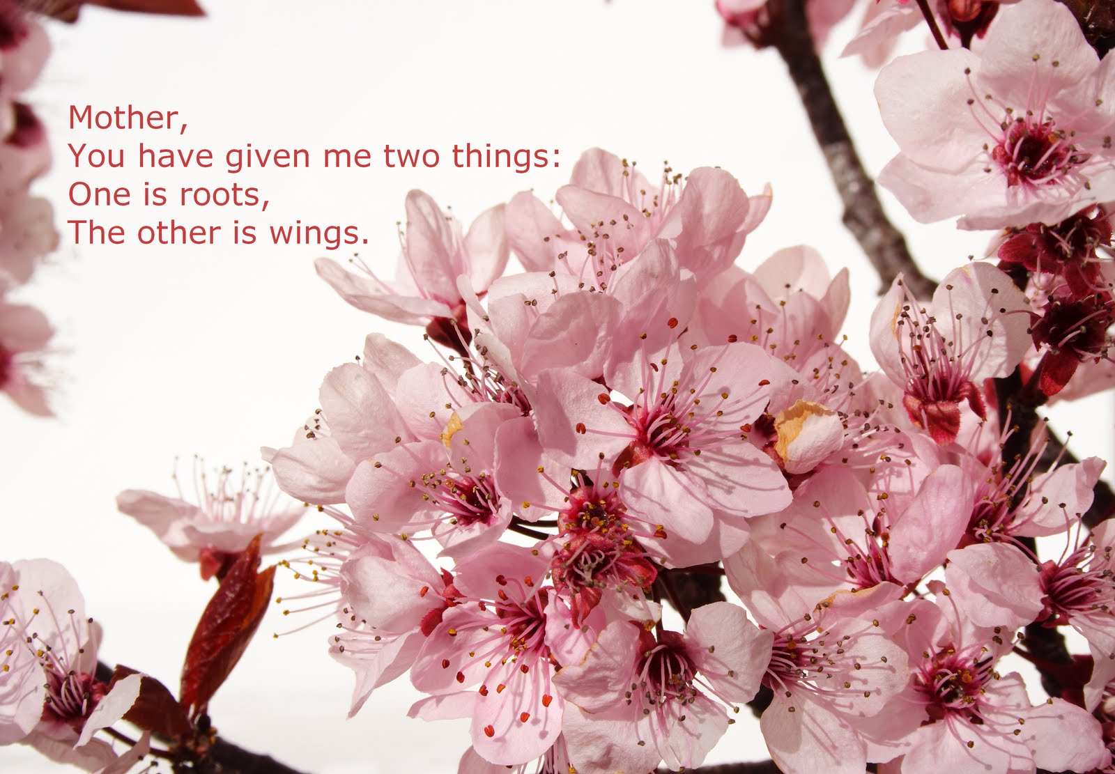 DIY Flowers Mother's Day Official Flower