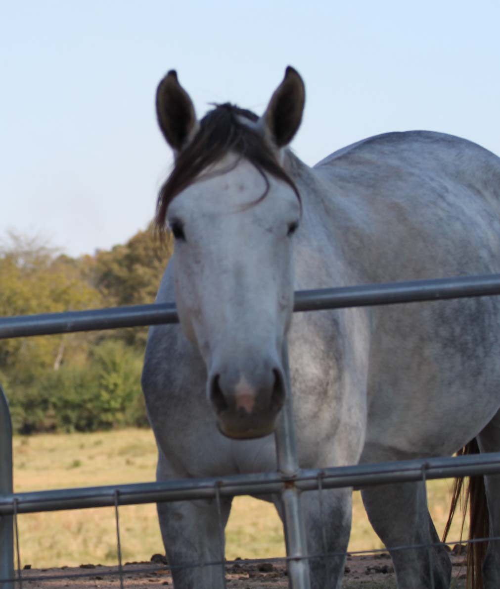 Springstone Horses Why Own a Horse? (Especially if you don't ride.)