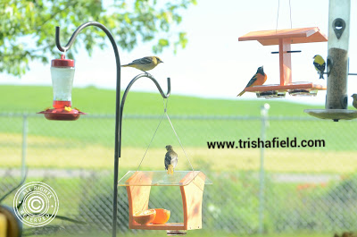 BIrdwatching