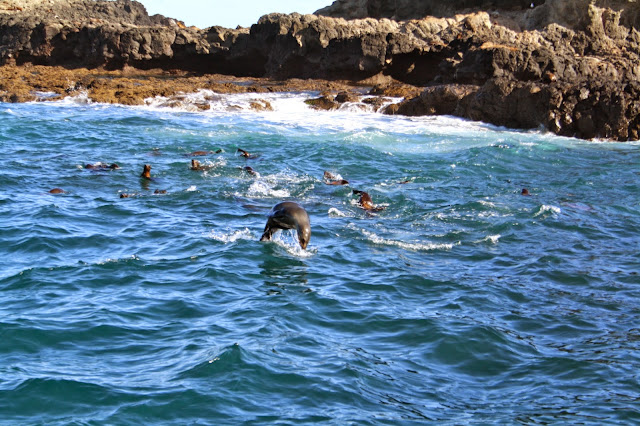 Seal Watching Cruise, Phillip Island