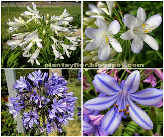 Agapanthus africanus