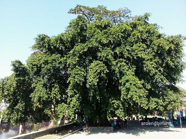 pohon beringin trembesi pekalongan