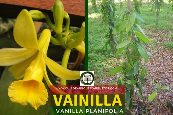 GUÍA DE ÁRBOLES Y ARBUSTOS DE LOS BOSQUES COMESTIBLES: Vainilla, Vanilla  planifolia