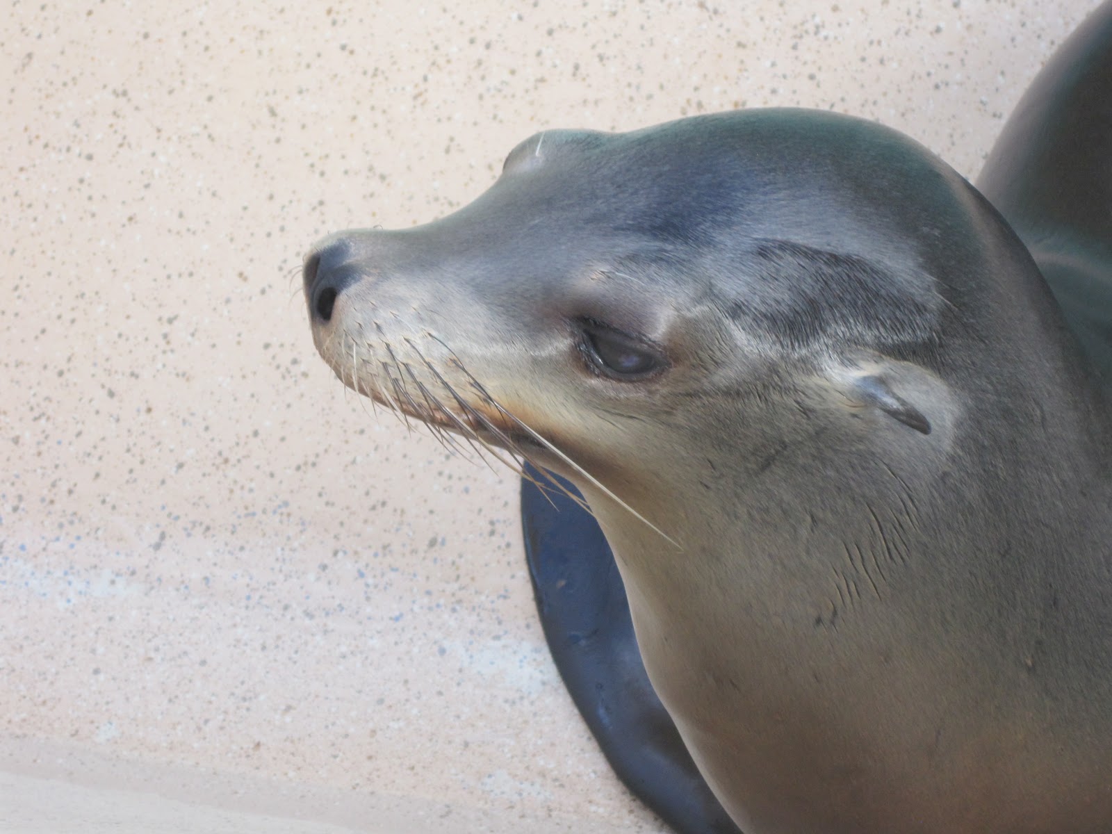 Sam in San Diego: Sea Lions