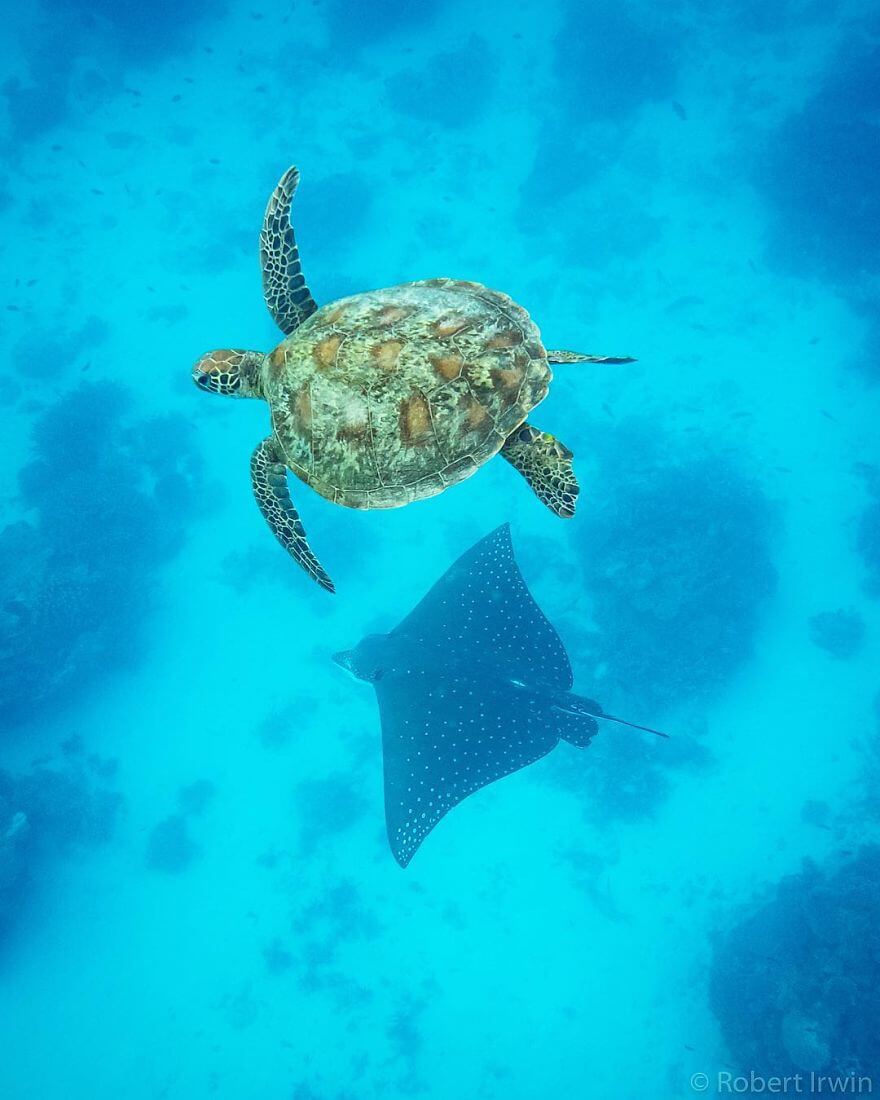 Incredible Pictures By 14-Year Old Robert Irwin, Son Of Steve Irwin And Award-Winning Photographer Incredible Pictures By 14-Year Old Robert Irwin, Son Of Steve Irwin And Award-Winning Photographer