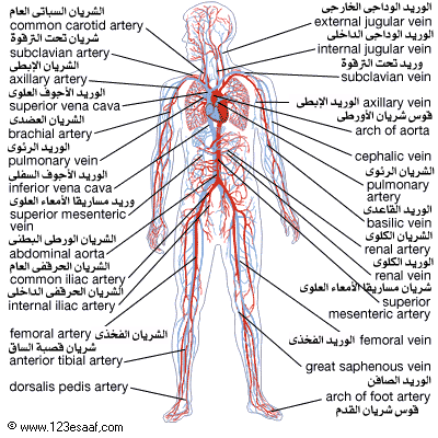 الجهاز الدوري والاوعية الدموية