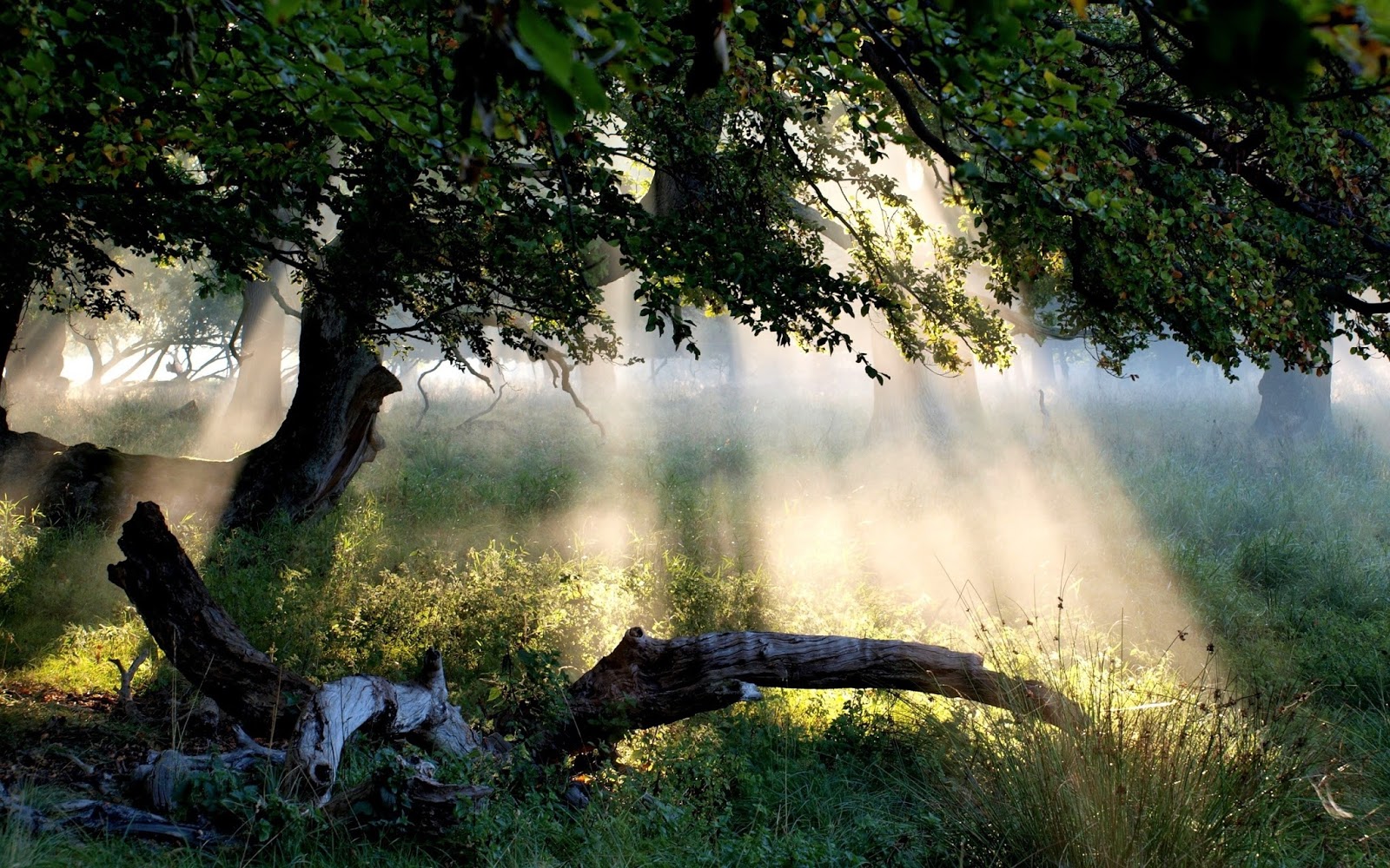 Forest Wallpapers Forest Wallpapers