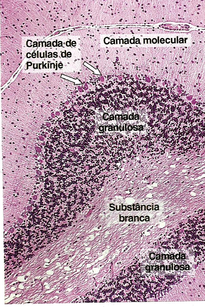 Histologia Agosto 2013 Histologia Agosto 2013