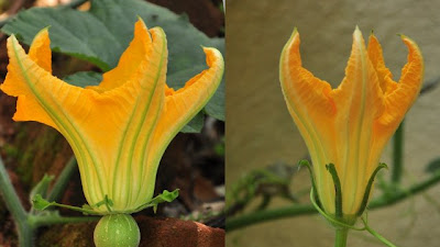 Pumpkin Plant Flower
