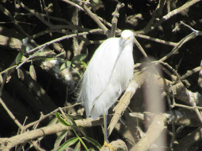 Colusa National Wildlife Refuge