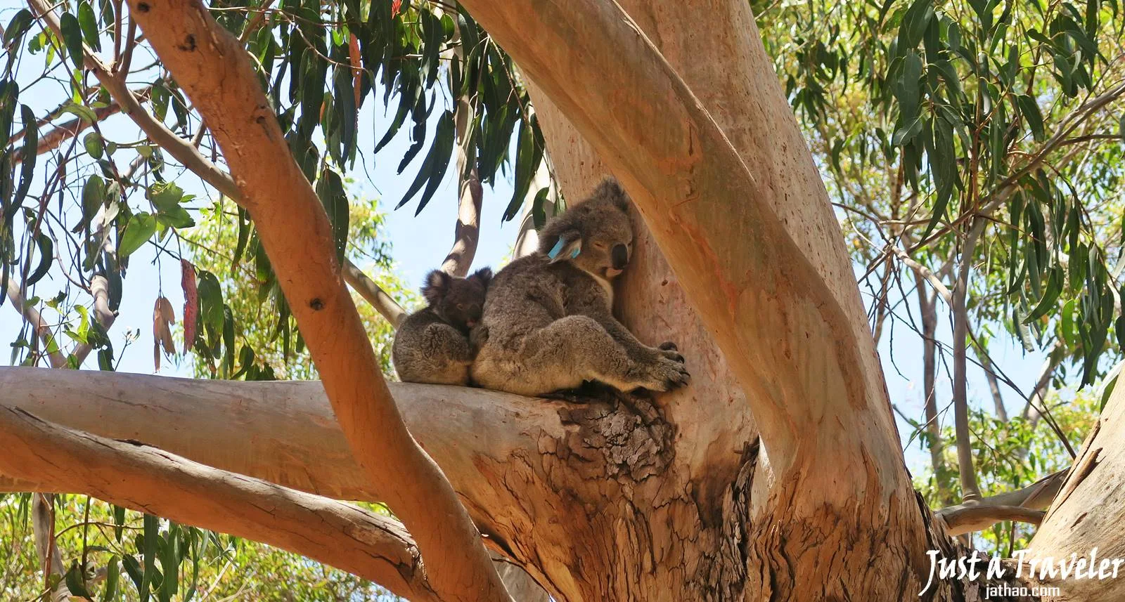 阿德萊德-袋鼠島-Kangaroo-Island-無尾熊-koala-交通-景點-行程-推薦-遊記-自由行-旅遊-一日遊-二日遊-Adelaide-阿得雷德