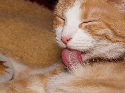 alt="gato utilizando su lengua para acicalarse"