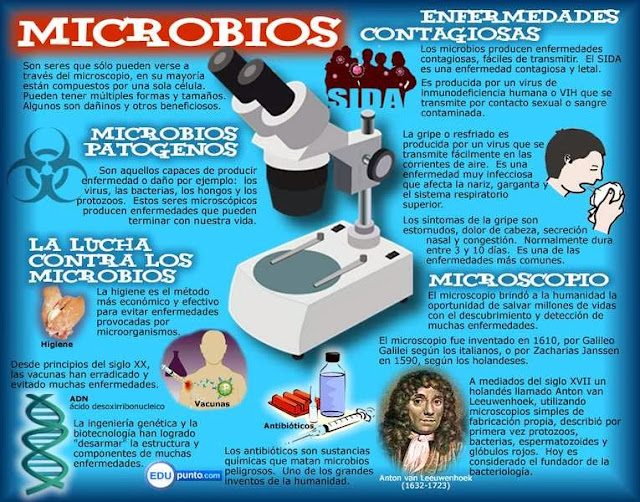 mapa, conceptual, concepto, microbios, germenes, bacterias, hongos, virus, protozoos, enfermedades, microscopio, ciencias, naturaleza