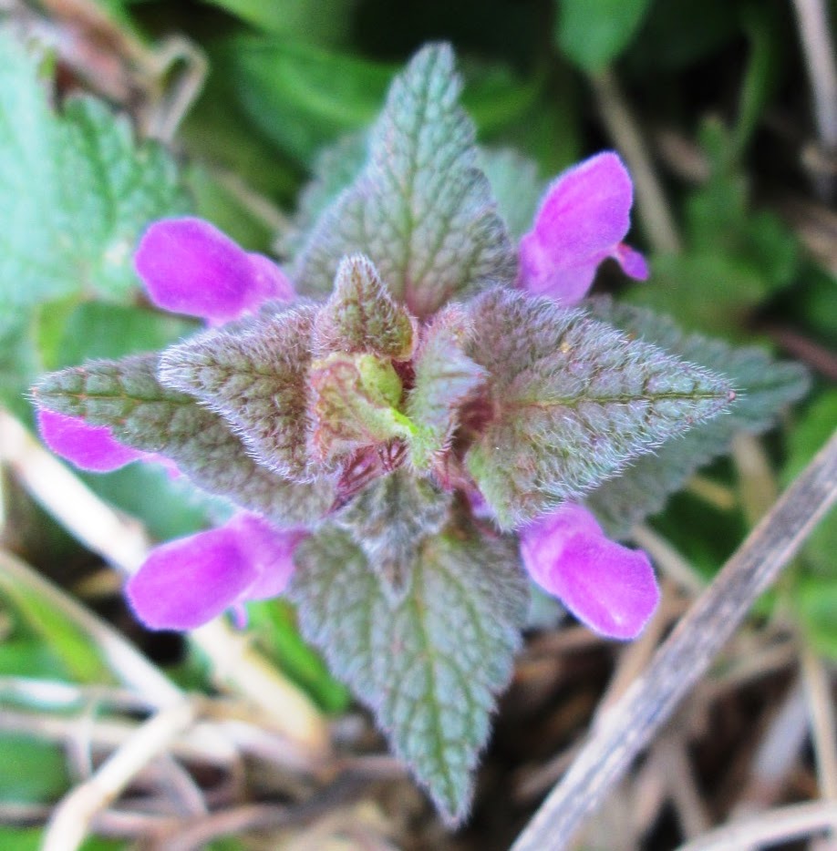 The Essential Herbal Blog Purple Archangel (Dead Nettle) Enchiladas by
