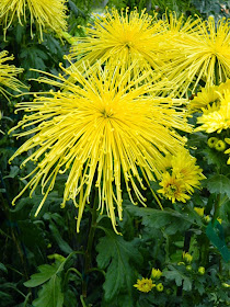 Allan Gardens Conservatory Fall Chrysanthemum Show 2014 yellow frilly mums by garden muses-not another Toronto gardening blog 