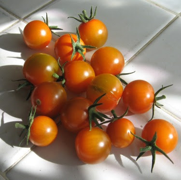 homegrown cherry tomatoes